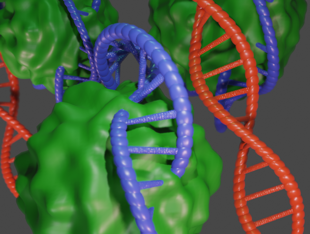 Loss of polycomb repressive complex 1 activity and chromosomal ...